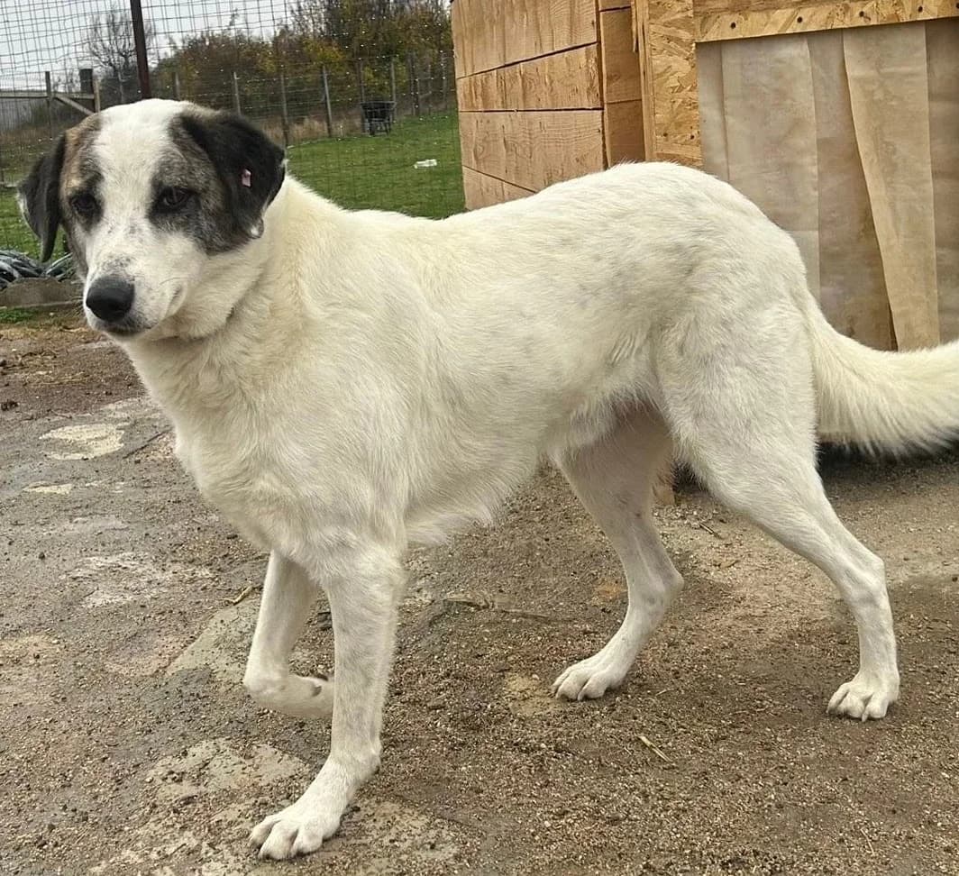 Hero, male puppy Mixed Breed for adoption at Lucy Irvine Foundation Europe