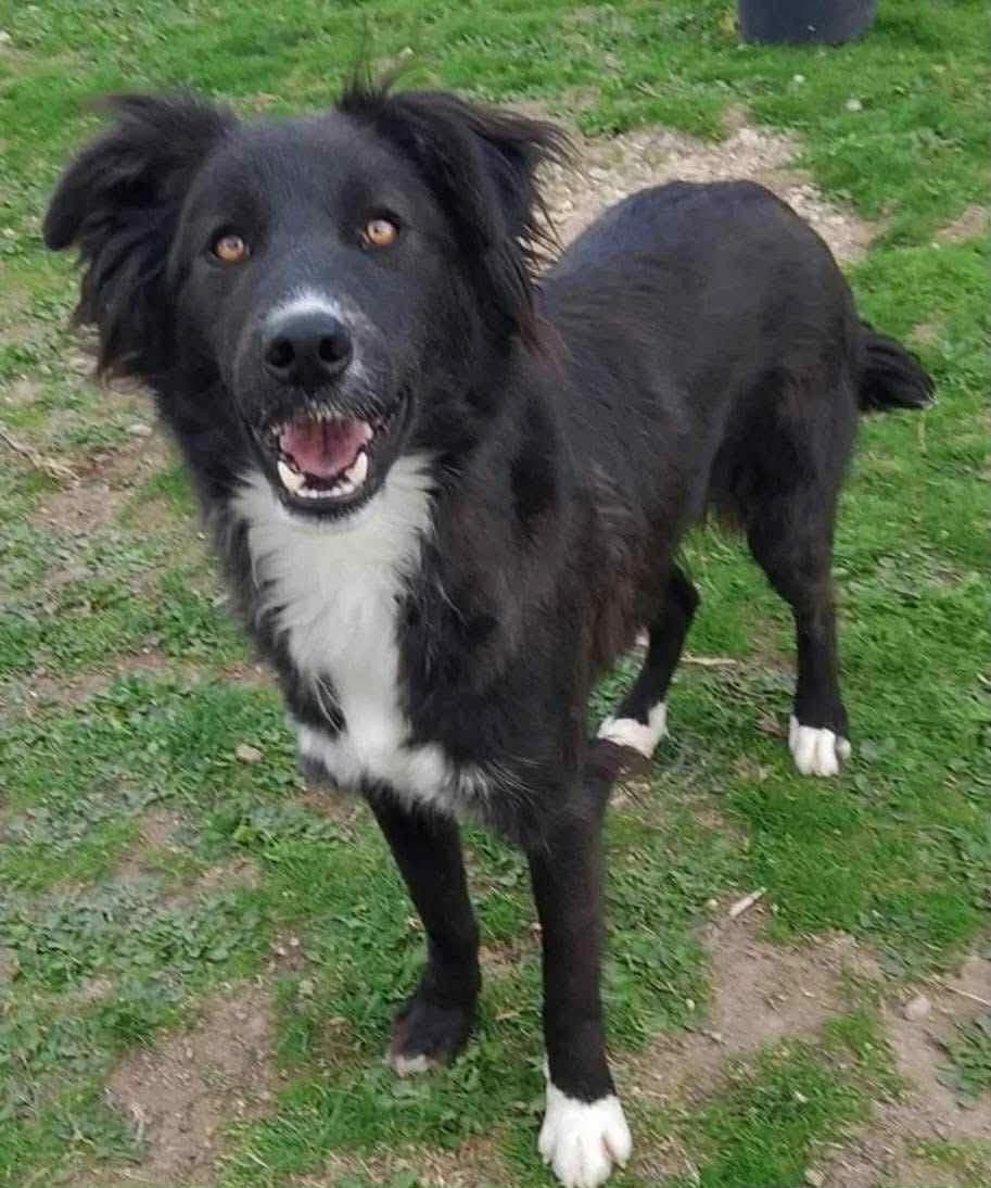 Jack, male Mixed Breed for adoption at Lucy Irvine Foundation Europe