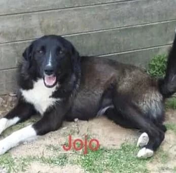 Jojo, female young Mixed Breed for adoption at Lucy Irvine Foundation Europe