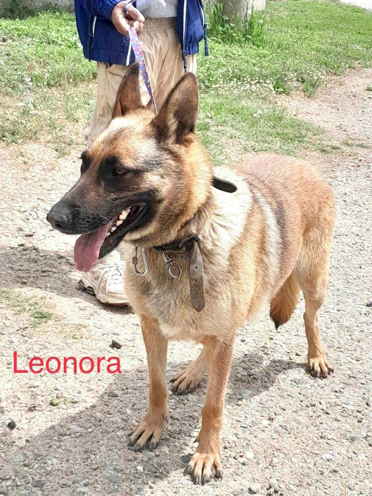 Leonora, female Mixed Breed for adoption at Lucy Irvine Foundation Europe