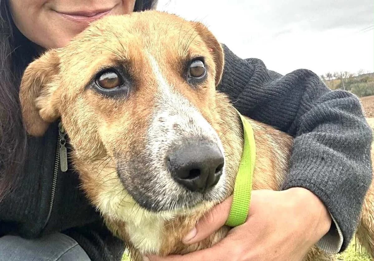 Little Vino, female Mixed Breed for adoption at Lucy Irvine Foundation Europe