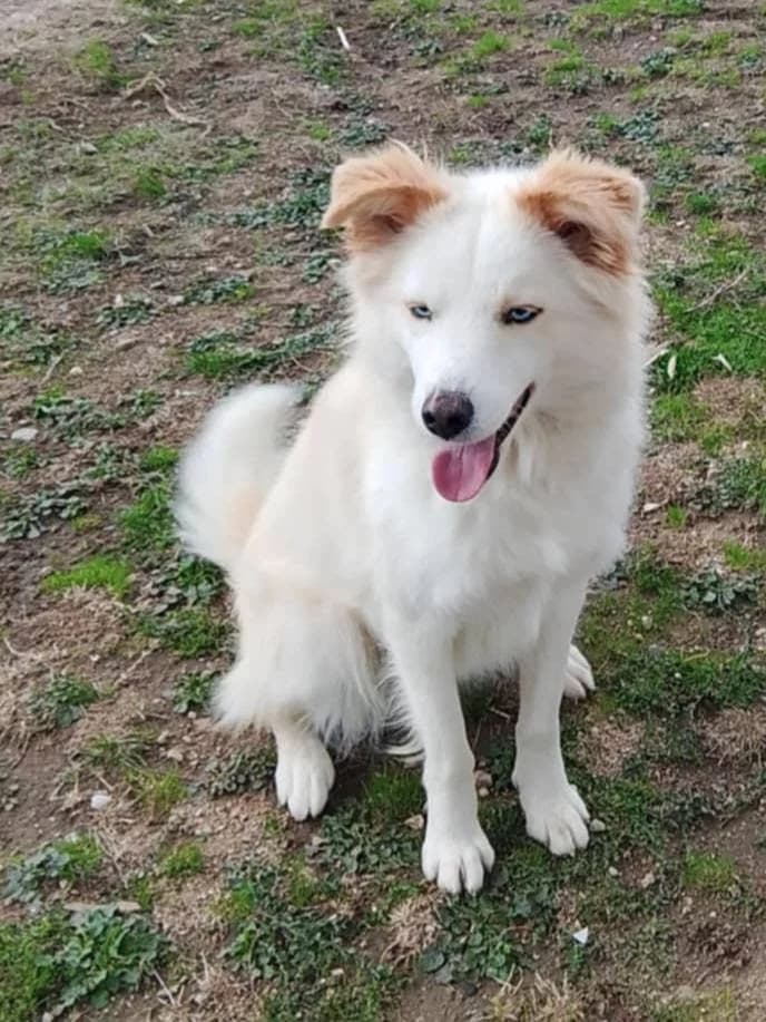 Luisa, female Mixed Breed for adoption at Lucy Irvine Foundation Europe