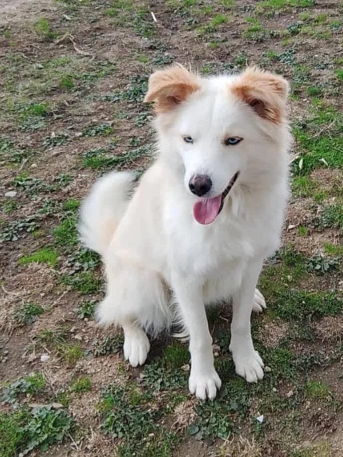 Luisa, female Mixed Breed for adoption at Lucy Irvine Foundation Europe