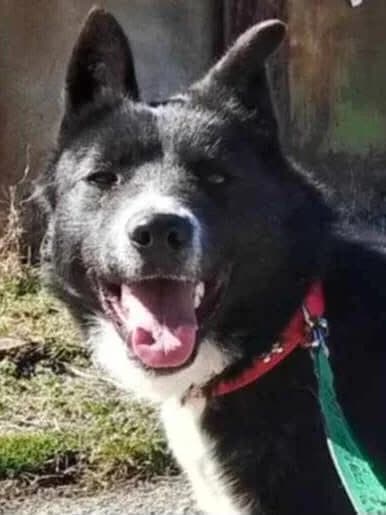 Moby, male Mixed Breed for adoption at Lucy Irvine Foundation Europe