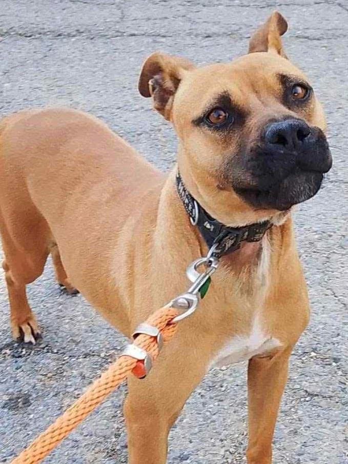 Nelkie Necla, female Mixed Breed for adoption at Lucy Irvine Foundation Europe