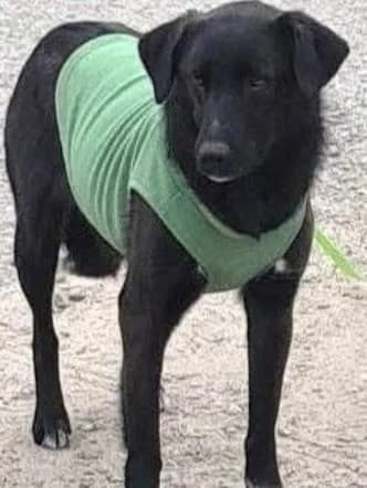 Plum, female puppy Mixed Breed for adoption at Lucy Irvine Foundation Europe