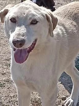 Luisa, male Mixed Breed for adoption at Lucy Irvine Foundation Europe