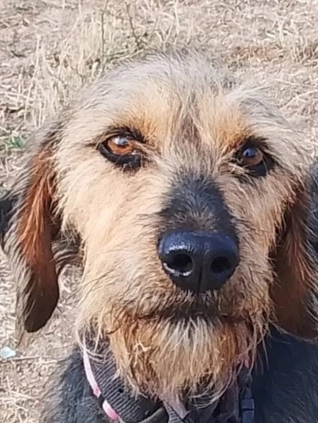 Rosie, female puppy Mixed Breed for adoption at Lucy Irvine Foundation Europe