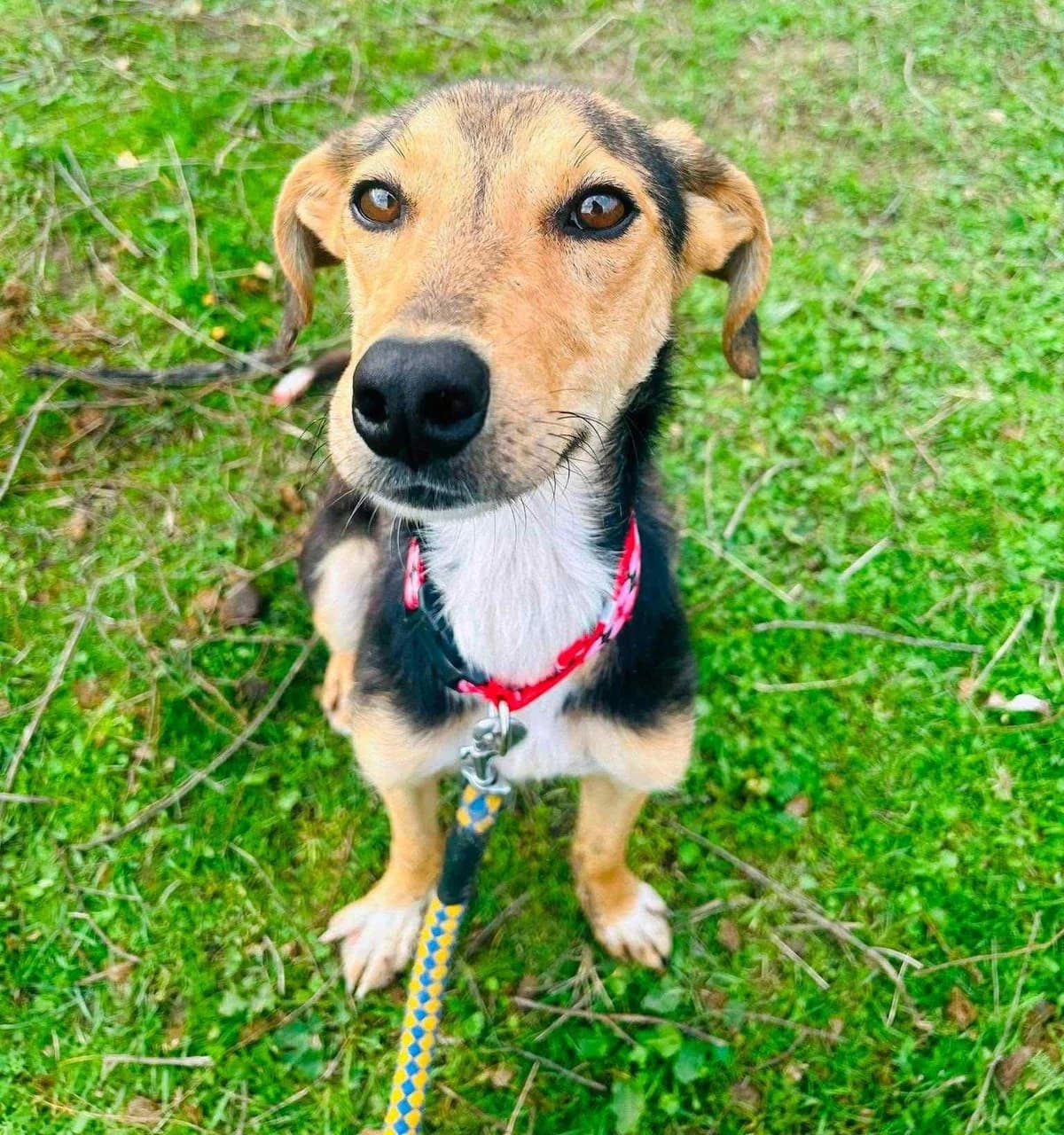 Stephen, male Mixed Breed for adoption at Lucy Irvine Foundation Europe
