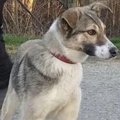 Sybil, female Mixed Breed for adoption at Lucy Irvine Foundation Europe