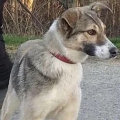 Sybil, female Mixed Breed for adoption at Lucy Irvine Foundation Europe