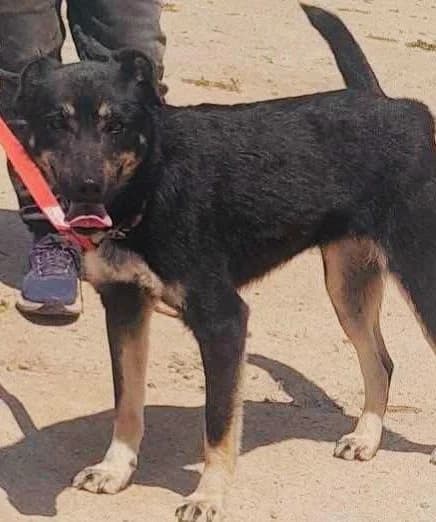 Tilly, female Mixed Breed for adoption at Lucy Irvine Foundation Europe