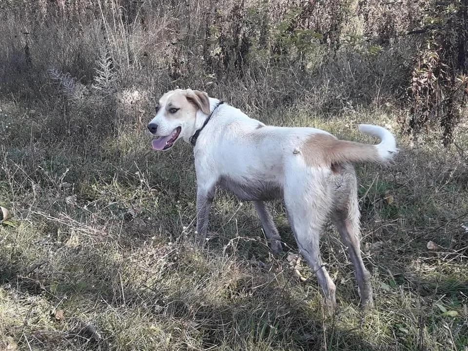 Ellie, female puppy Mixed Breed for adoption at Playing with the Wind Bulgaria, Bulgaria