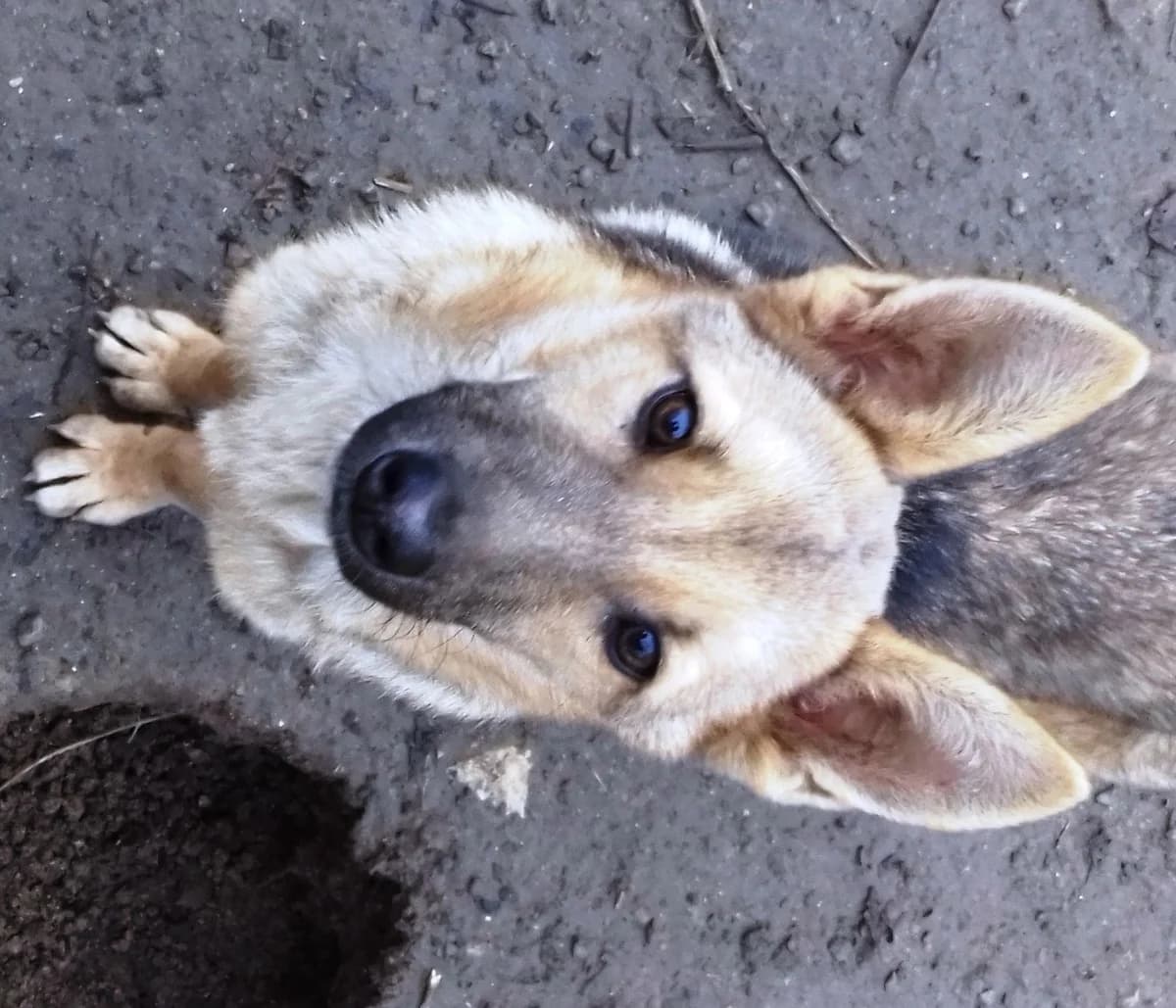 Hasso, male Mixed Breed for adoption at Playing with the Wind Bulgaria, Bulgaria