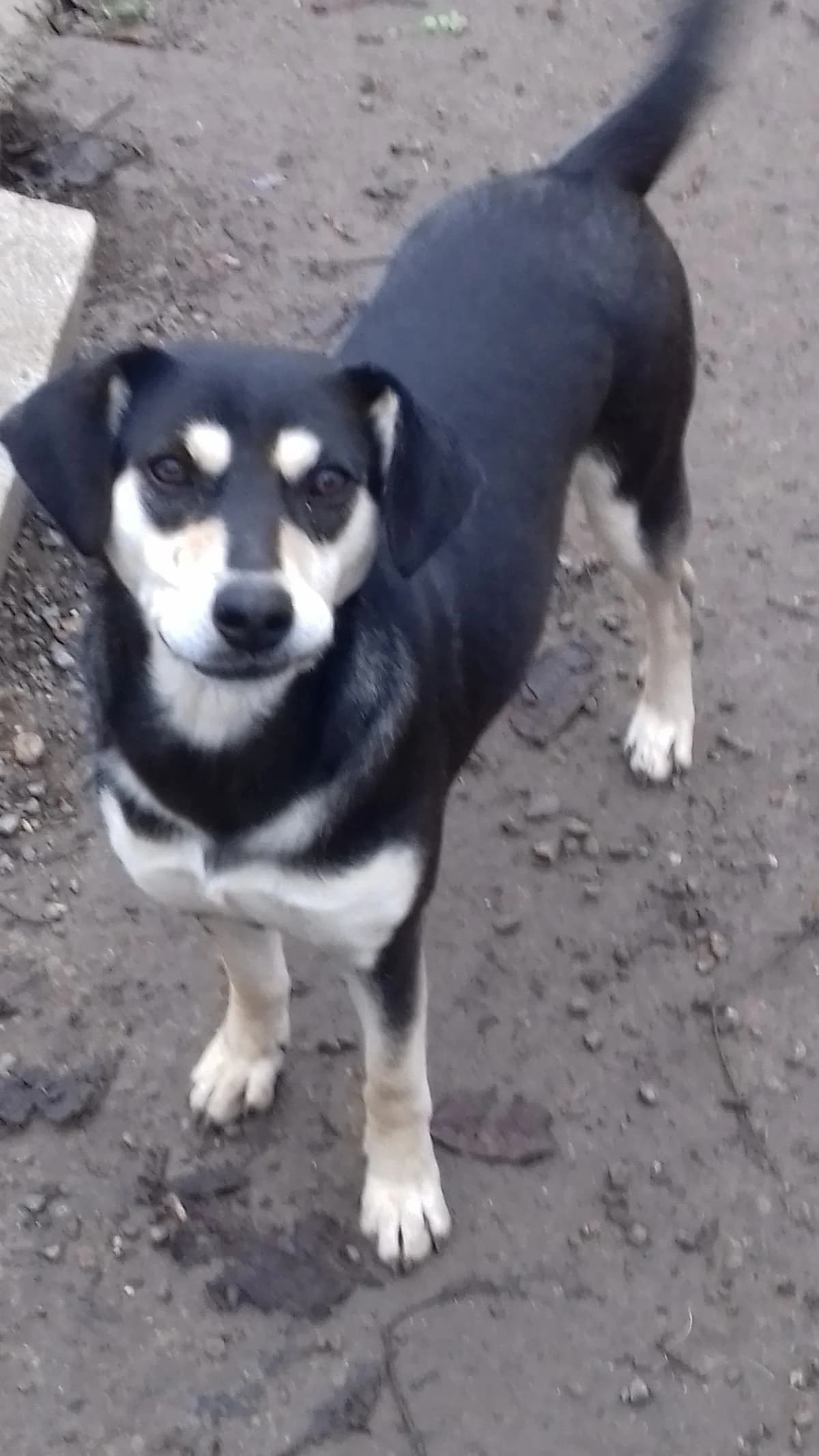 Liza, female young Mixed Breed for adoption at Playing with the Wind Bulgaria, Bulgaria