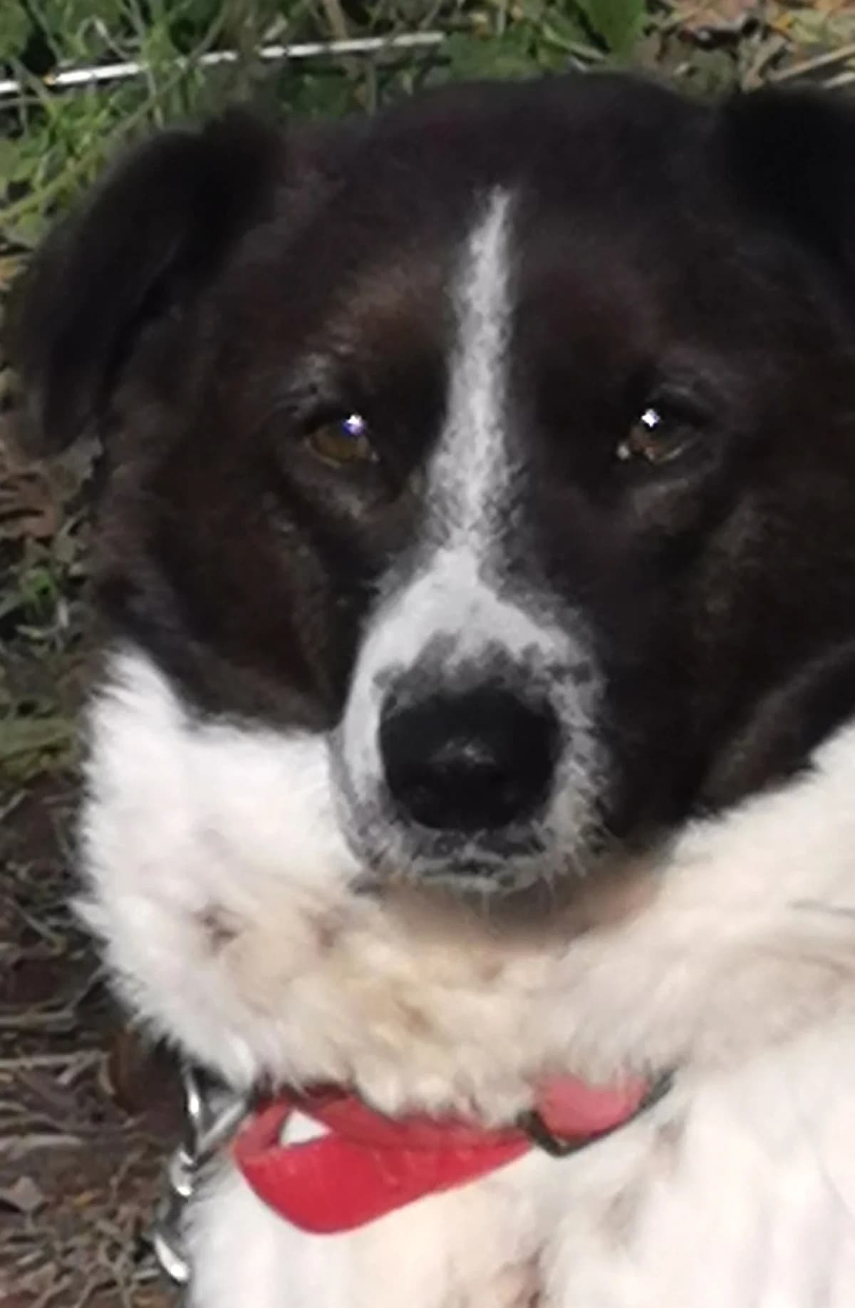 Mimi, female Mixed Breed for adoption at Playing with the Wind Bulgaria, Bulgaria