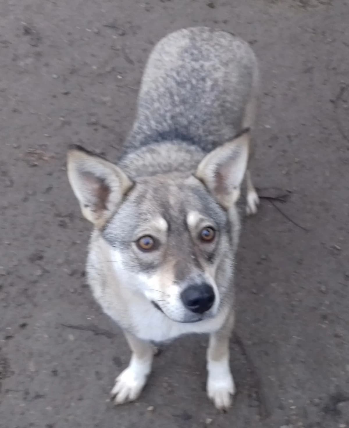 Nora, female puppy Mixed Breed for adoption at Playing with the Wind Bulgaria, Bulgaria
