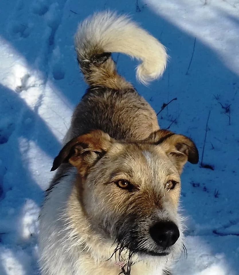 Stanley, male puppy Mixed Breed for adoption at Playing with the Wind Bulgaria, Bulgaria