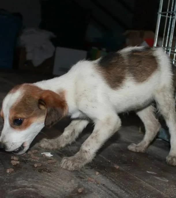 April, female senior Mixed Breed for adoption at Rudozem Street Dog Rescue