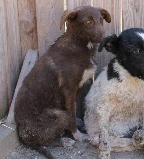 Arlo, female senior Mixed Breed for adoption at Rudozem Street Dog Rescue
