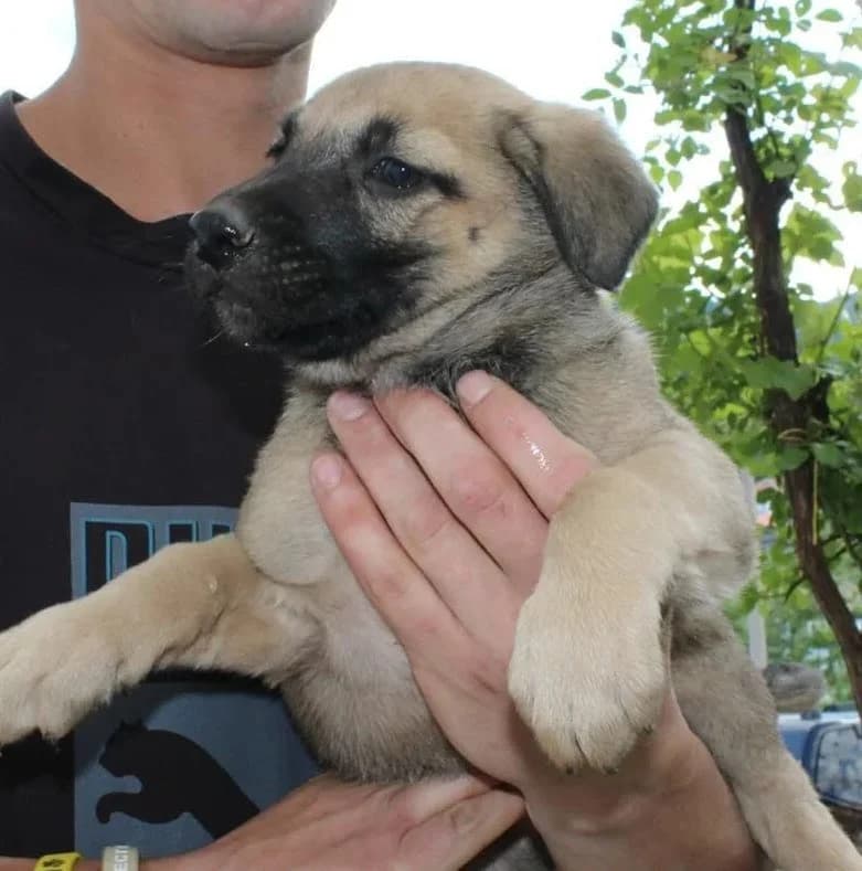 Basil, male senior Mixed Breed for adoption at Rudozem Street Dog Rescue