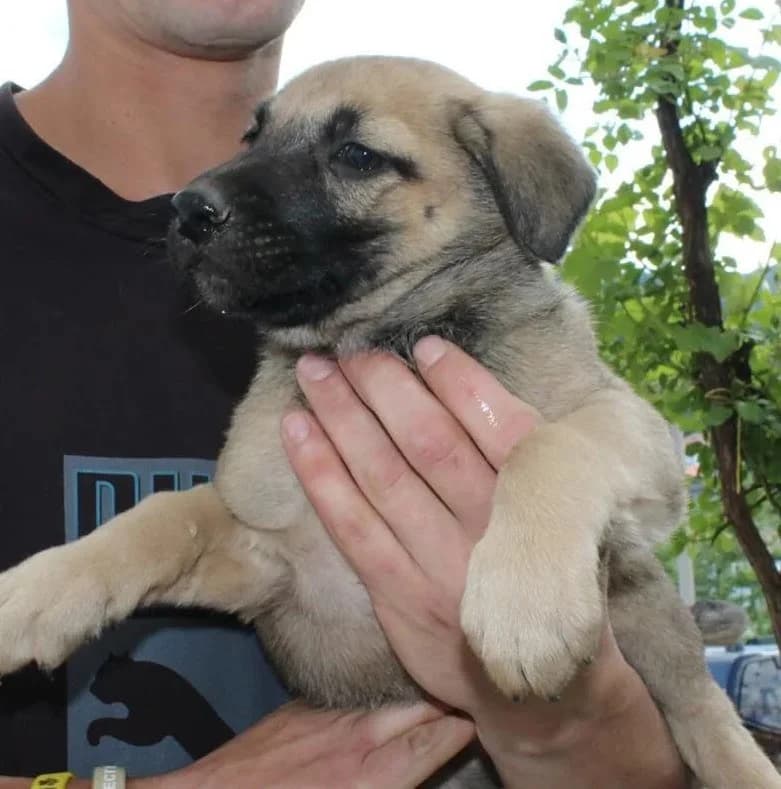 Basil, male senior Mixed Breed for adoption at Rudozem Street Dog Rescue