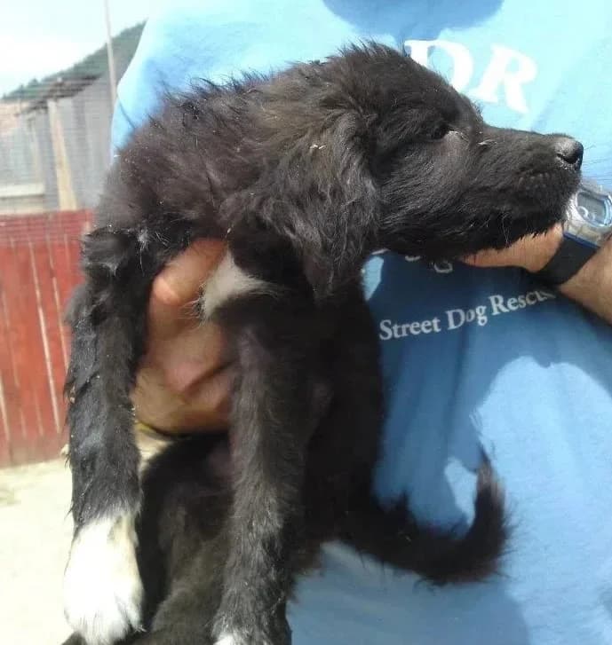 Bootle, female senior Mixed Breed for adoption at Rudozem Street Dog Rescue