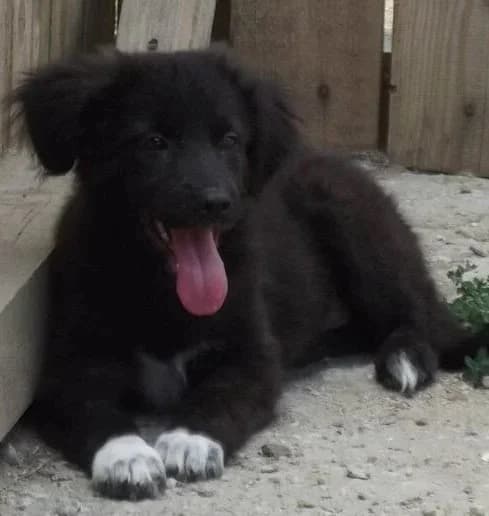 Bootle, female senior Mixed Breed for adoption at Rudozem Street Dog Rescue