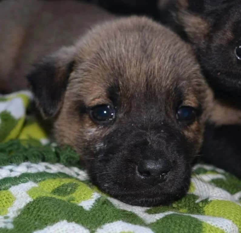 Bronco, male 6yo Mixed Breed for adoption at Rudozem Street Dog Rescue