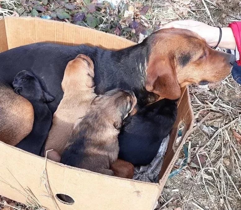 Carina, female senior Mixed Breed for adoption at Rudozem Street Dog Rescue