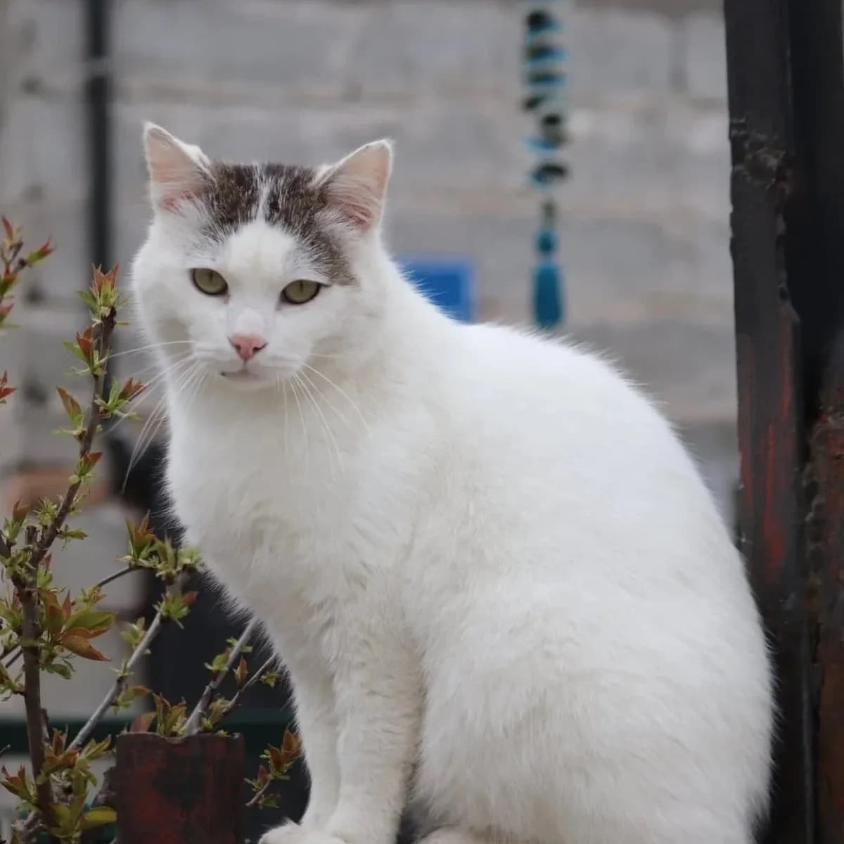 Casper, male Mixed Breed for adoption at Rudozem Street Dog Rescue