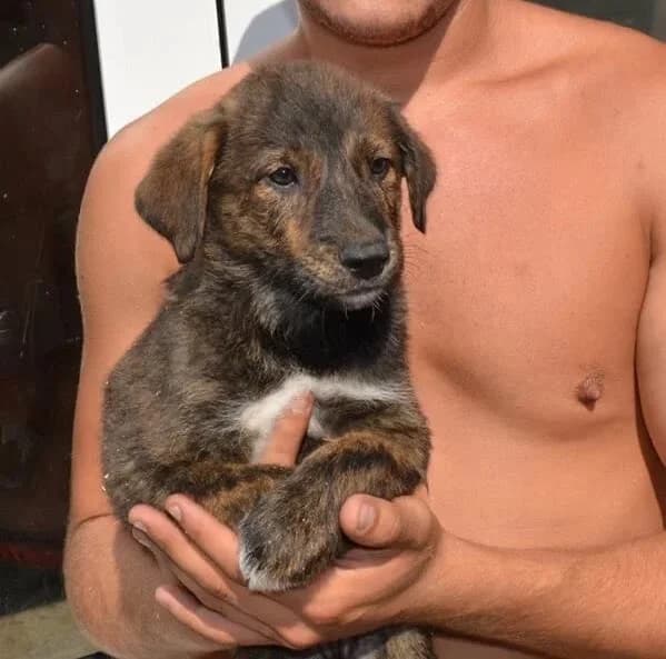 Cassie, female senior Mixed Breed for adoption at Rudozem Street Dog Rescue