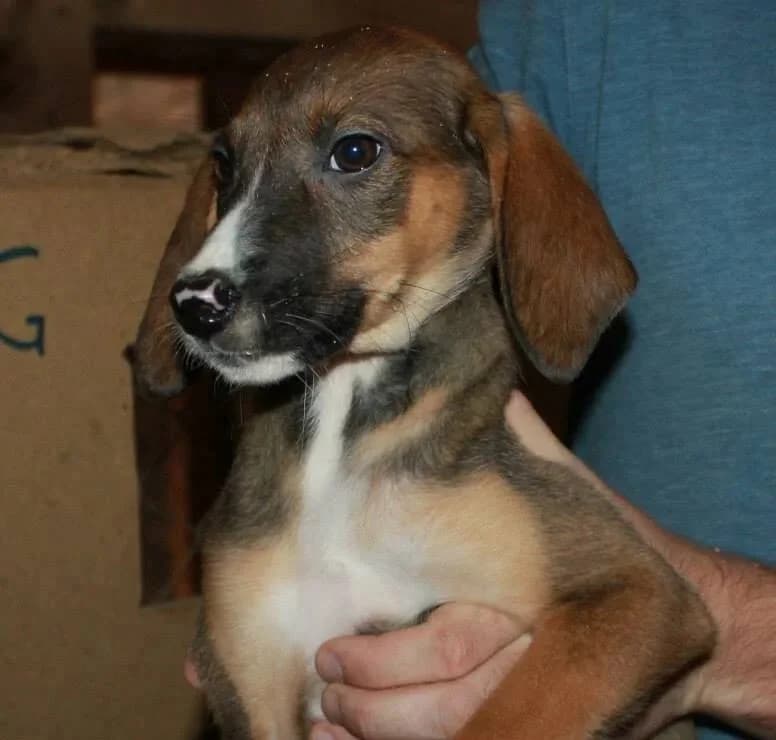Chelsea, female senior Mixed Breed for adoption at Rudozem Street Dog Rescue