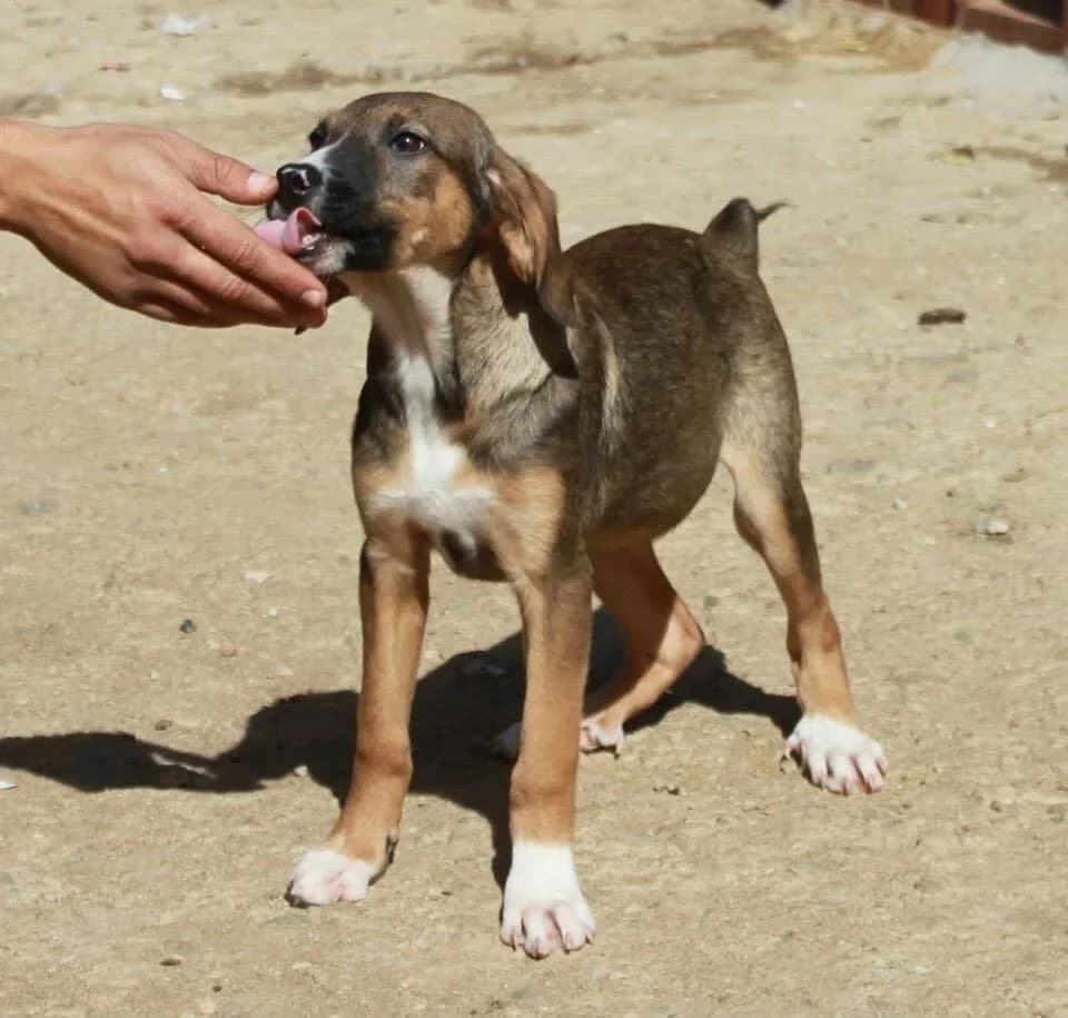 Chelsea, female senior Mixed Breed for adoption at Rudozem Street Dog Rescue
