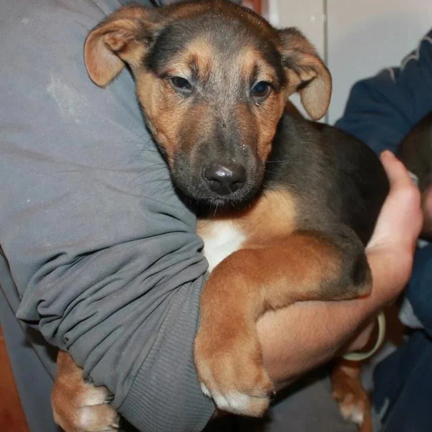 Christian, male senior Mixed Breed for adoption at Rudozem Street Dog Rescue