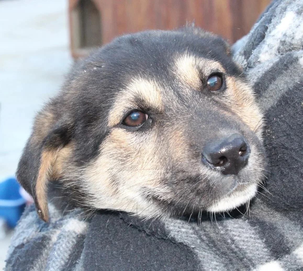 Cloudy, female senior Mixed Breed for adoption at Rudozem Street Dog Rescue