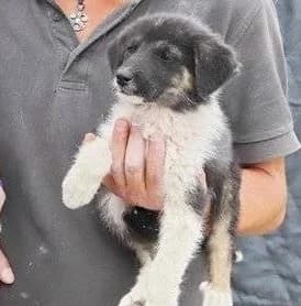 Coco, female 7yo Mixed Breed for adoption at Rudozem Street Dog Rescue