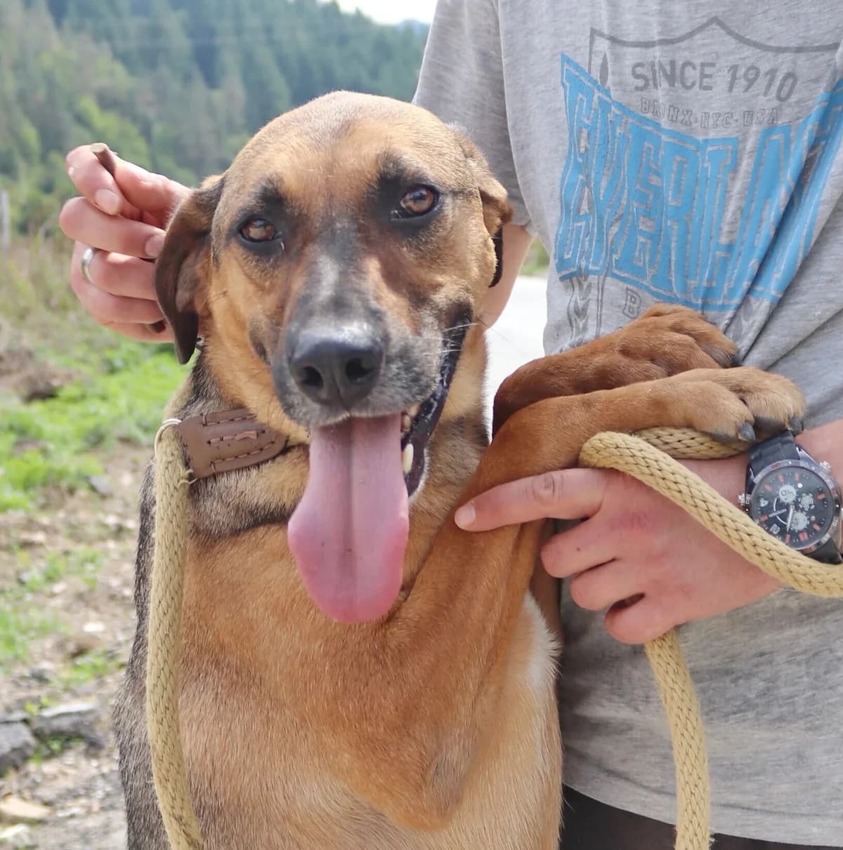 Cosmo, male senior Mixed Breed for adoption at Rudozem Street Dog Rescue