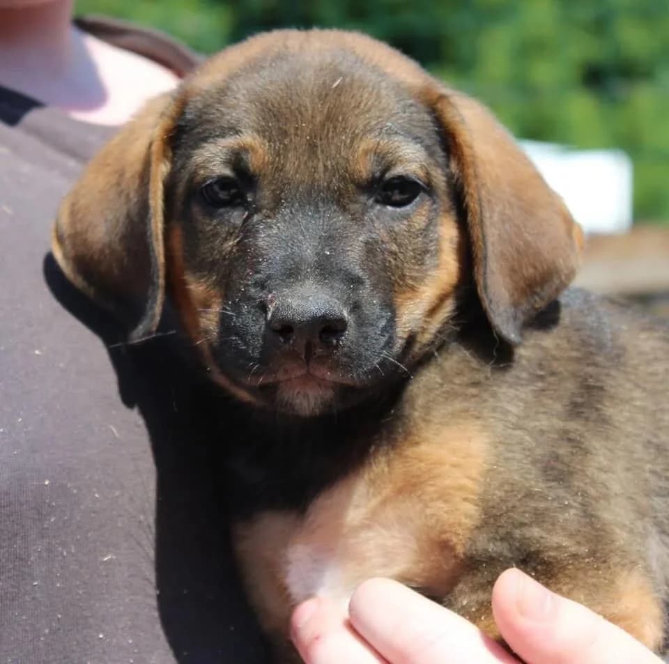 Cosmo, male senior Mixed Breed for adoption at Rudozem Street Dog Rescue