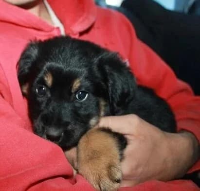 Dee, female senior Mixed Breed for adoption at Rudozem Street Dog Rescue