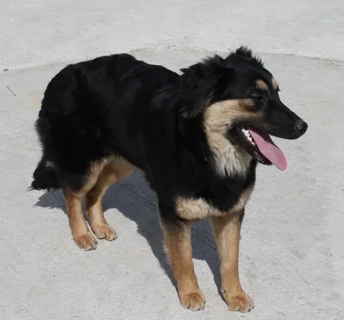 Dee, female senior Mixed Breed for adoption at Rudozem Street Dog Rescue