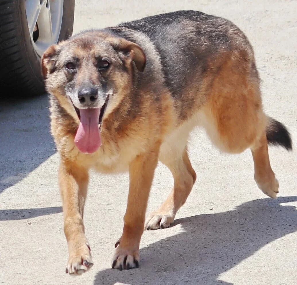 Doris, female senior Mixed Breed for adoption at Rudozem Street Dog Rescue