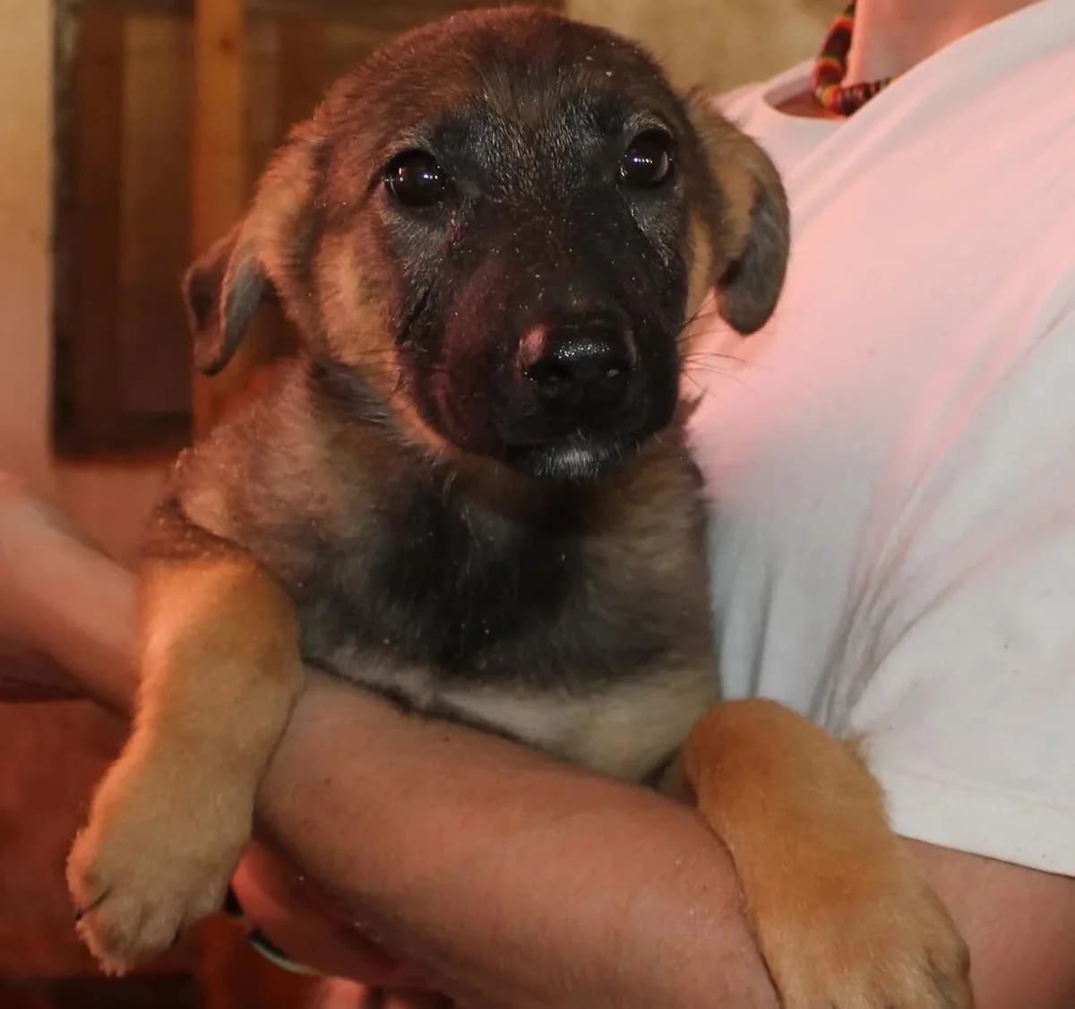 Doris, female senior Mixed Breed for adoption at Rudozem Street Dog Rescue