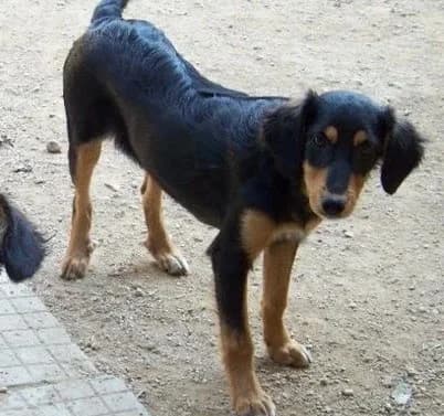 Dot, female senior Mixed Breed for adoption at Rudozem Street Dog Rescue
