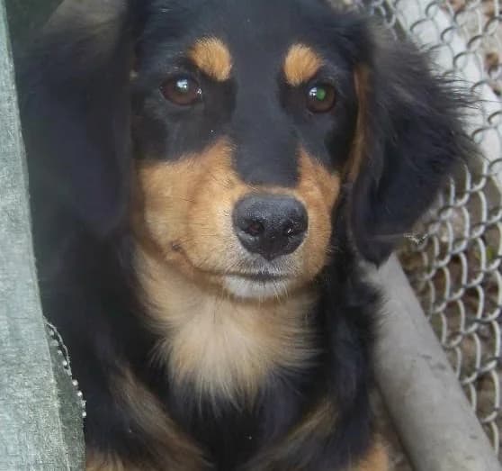 Dot, female senior Mixed Breed for adoption at Rudozem Street Dog Rescue