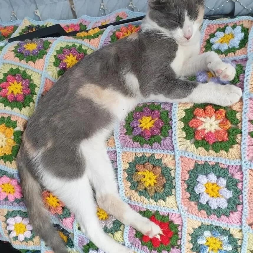 Effi, female 5yo Mixed Breed for adoption at Rudozem Street Dog Rescue