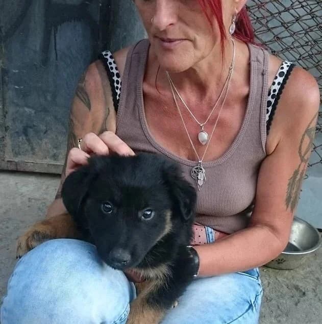 Eloi, male senior Mixed Breed for adoption at Rudozem Street Dog Rescue
