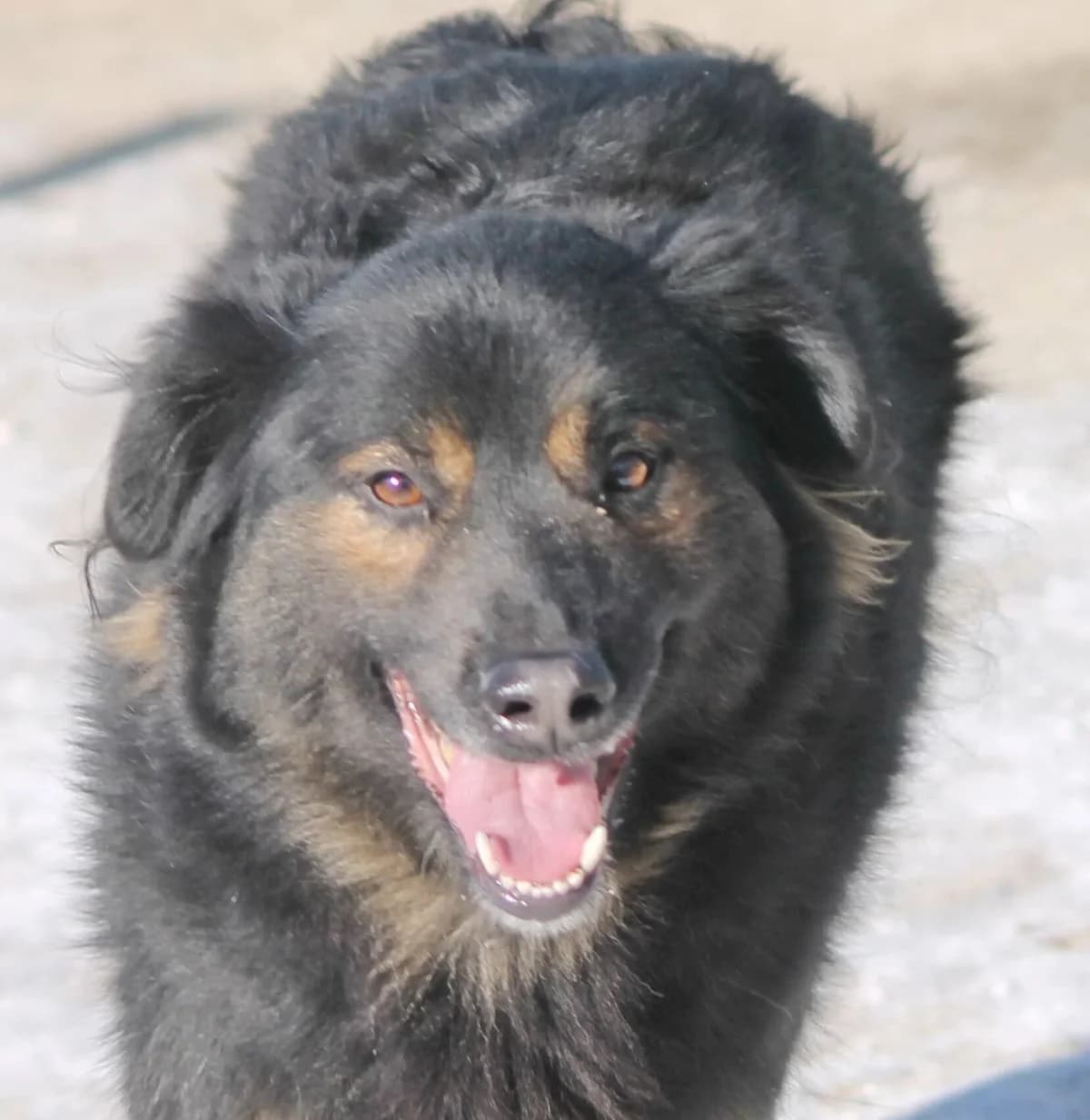 Eloi, male senior Mixed Breed for adoption at Rudozem Street Dog Rescue