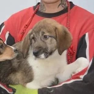 Eowyn, female senior Mixed Breed for adoption at Rudozem Street Dog Rescue