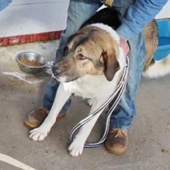 Eowyn, female senior Mixed Breed for adoption at Rudozem Street Dog Rescue